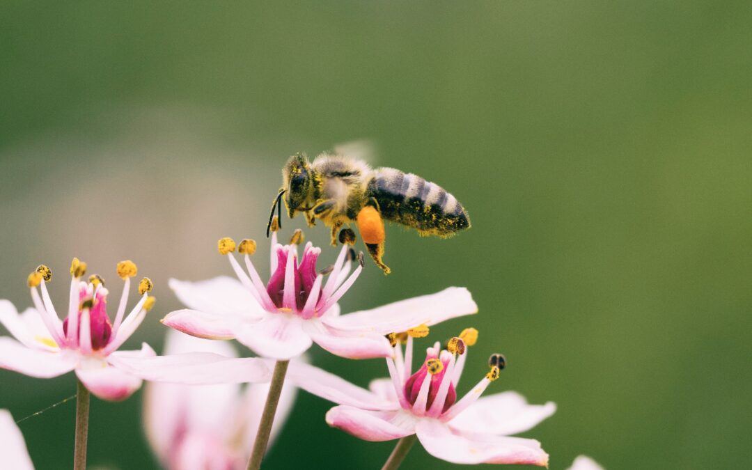 5 of the best wildflowers for commercial kerb appeal and happy bees