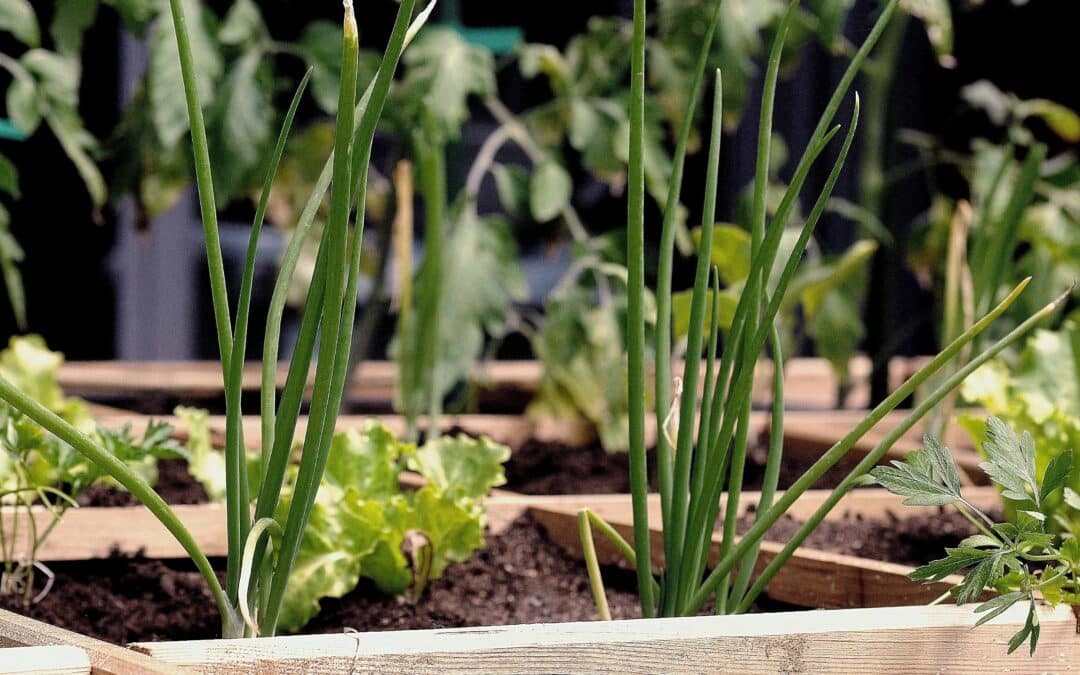 Gardens in the workplace