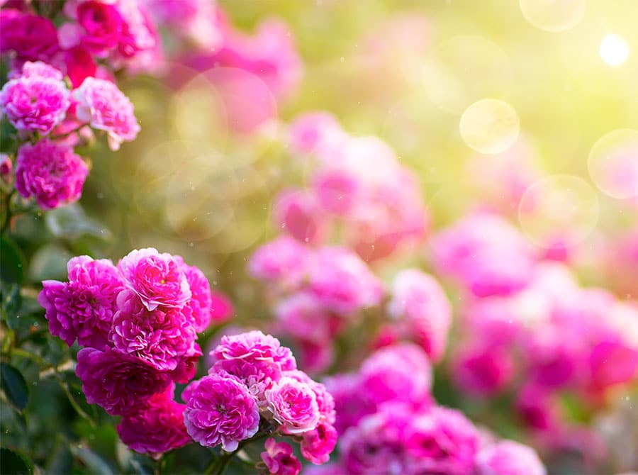 The Perfect Plants For Your Garden This Summer