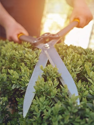 Shrub & Tree Pruning Durham