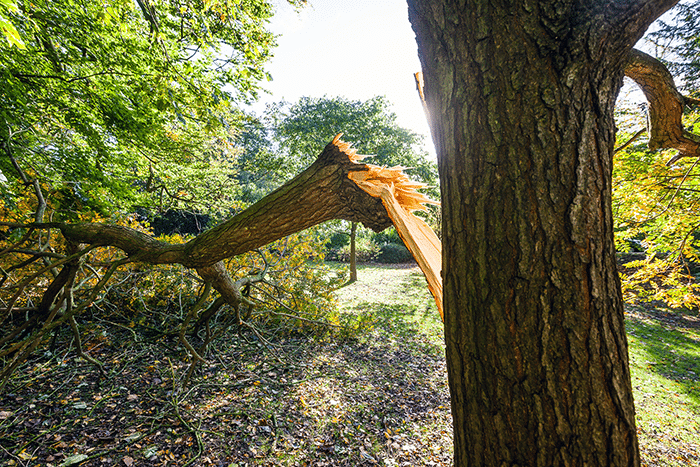 Tree Care Services