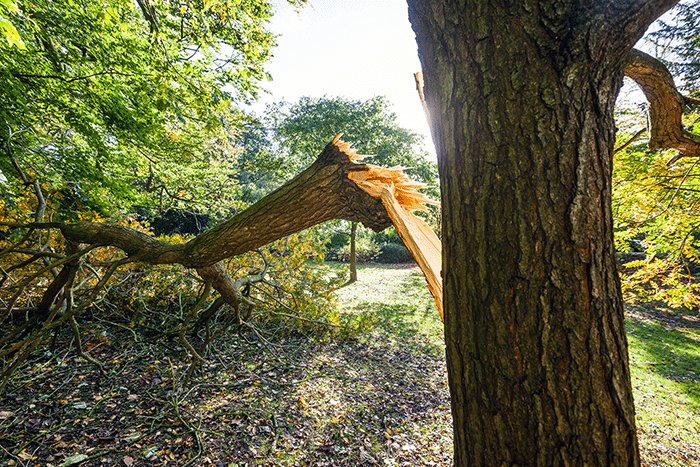 Tree Care Services