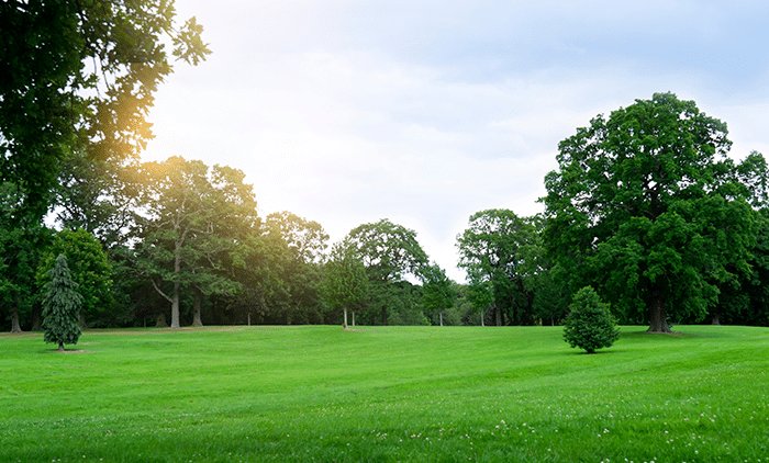 Professional Garden Maintenance in Darlington