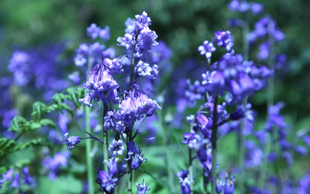 Marvellous May Flowers