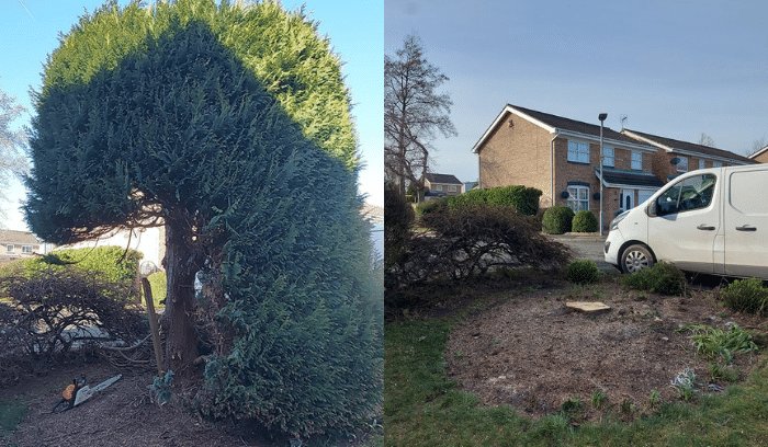 Conifer Clear Up
