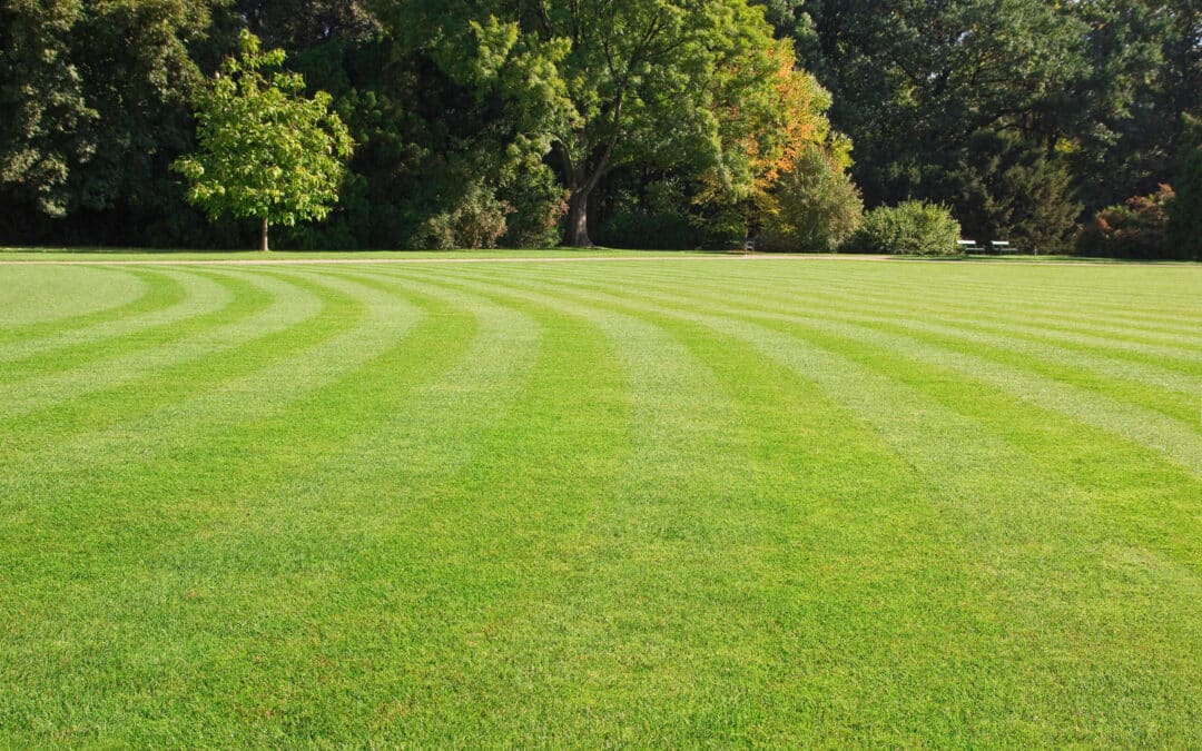 Transform your Lawn