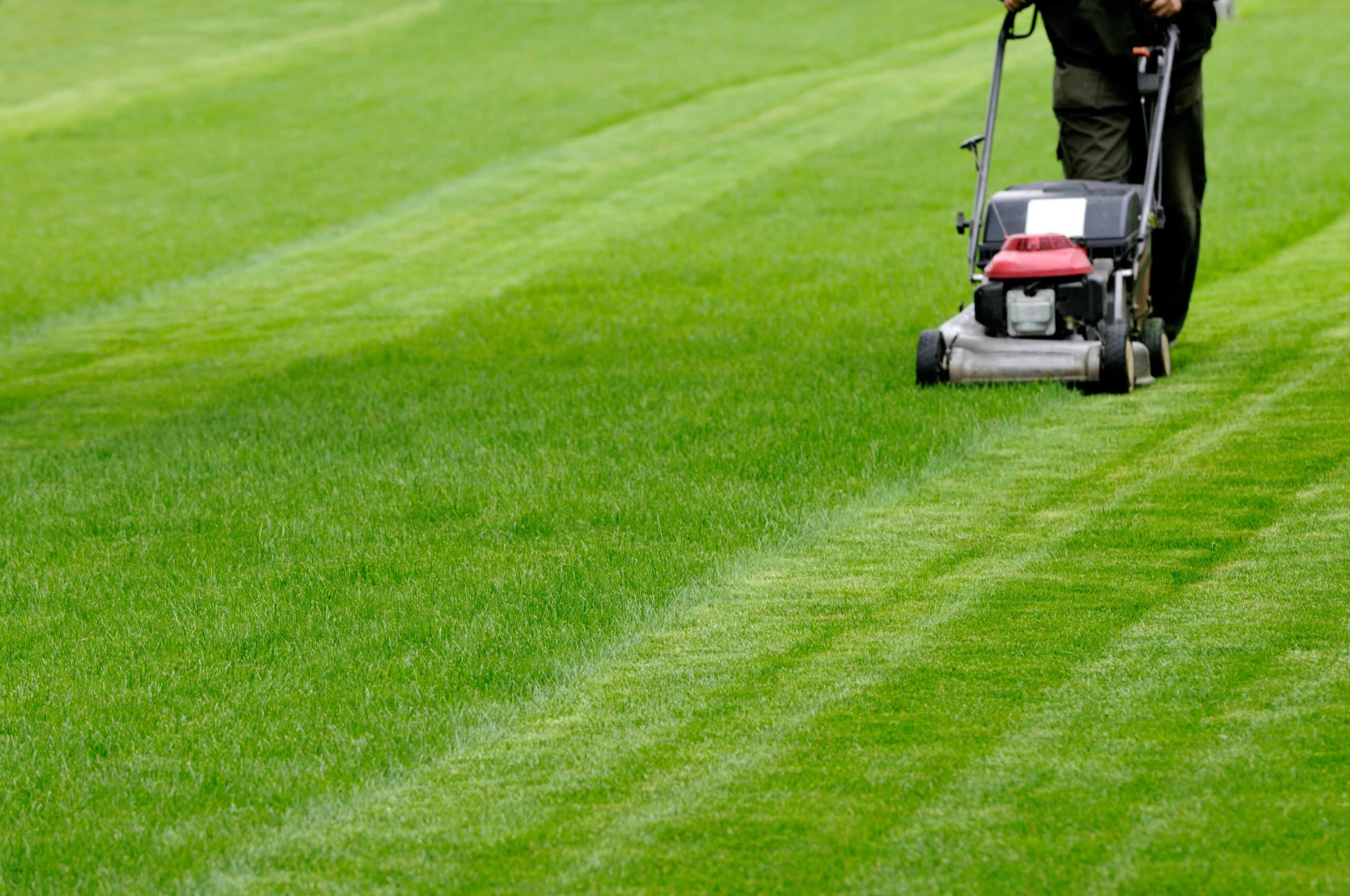 Weed Control Darlington - Jamesons Groundcare