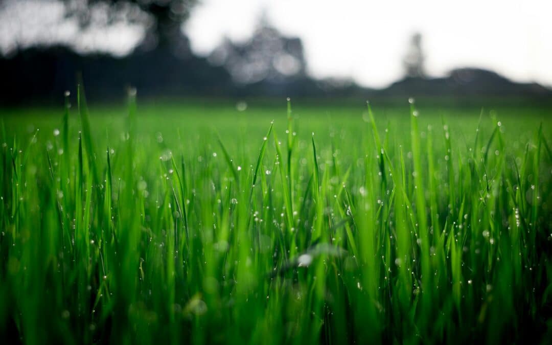 Autumn Lawn