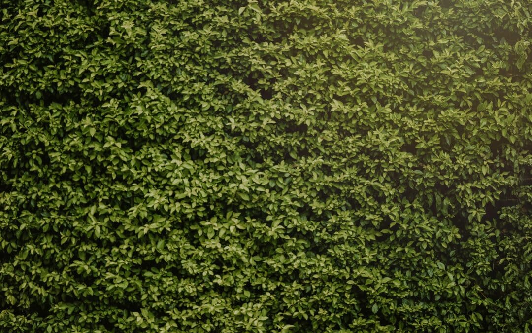 Hedge Maintenance Tips