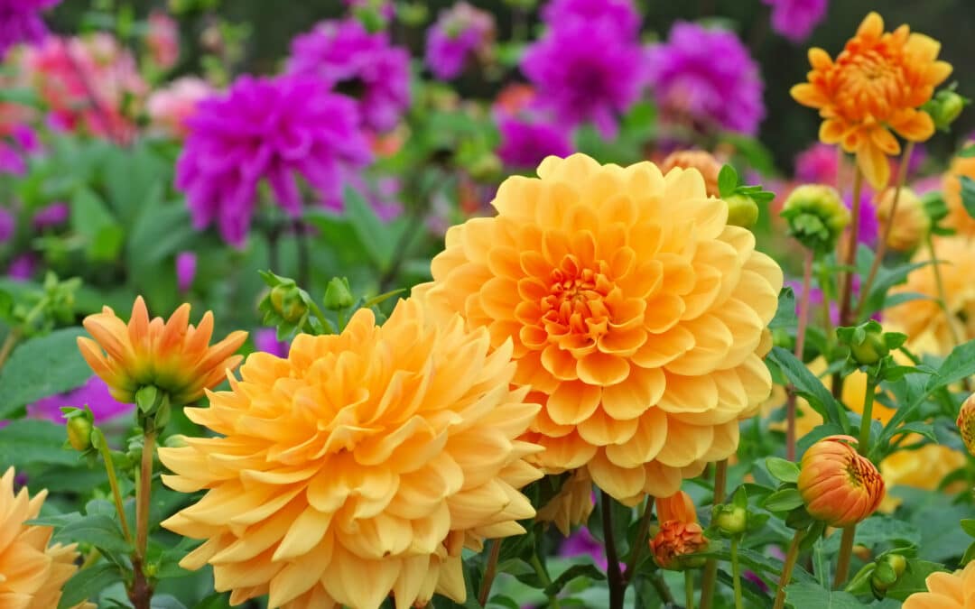 A Floral Summer