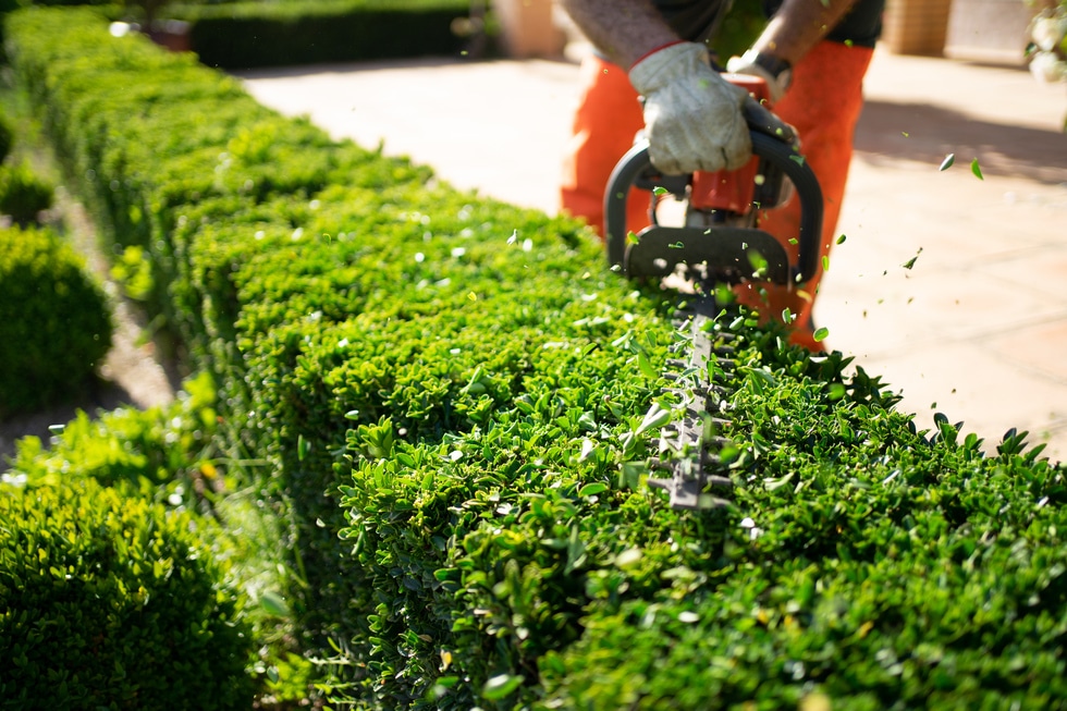 Keeping Your Garden Looking It’s Best