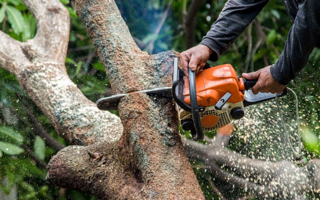 Your Experienced Tree Surgeons in Durham