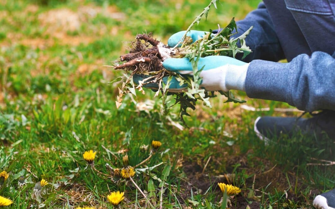 Professional Weed Control in Bishop Auckland for a Healthier Garden